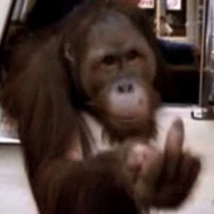 Meet your Posher, Gretchen